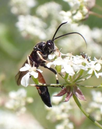 Réf. 294 827 : Ctenichneumon divisorius